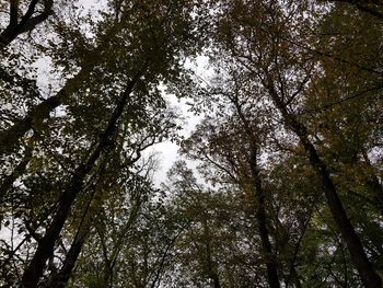 Low angle view of trees in forest