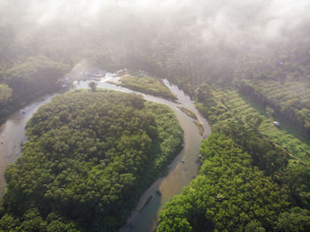 High angle view of road amidst trees in forest