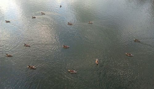 High angle view of ducks swimming in lake