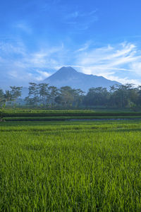 Scenic view of agricultural field against sky