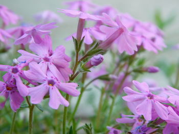 Close-up of pink flowering plant