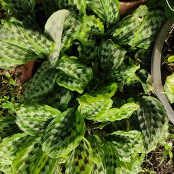 Full frame shot of fresh green plants