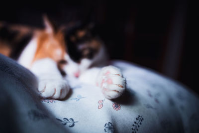 Close-up of a dog lying down on bed