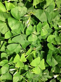 Full frame shot of green leaves