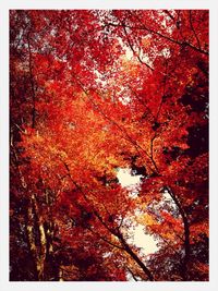 Low angle view of autumnal trees