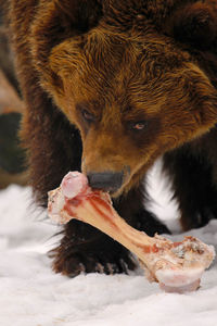 View of bear eating