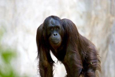 Portrait of chimpanzee in zoo