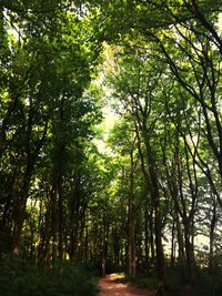 Trees in forest