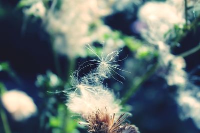 Close-up of dandelion flower