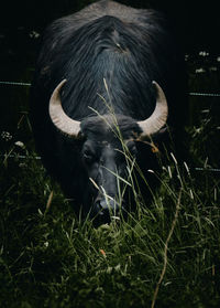 High angle view of cow on field
