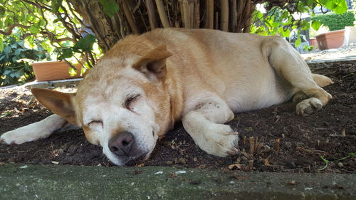 View of a dog sleeping