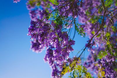 Low angle view of purple flowering plant against sky