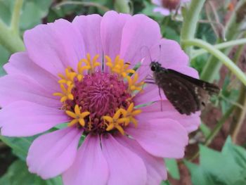 Close-up of honey bee on pink flower