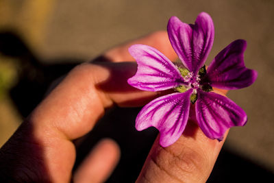 Close-up of hand holding purple flower