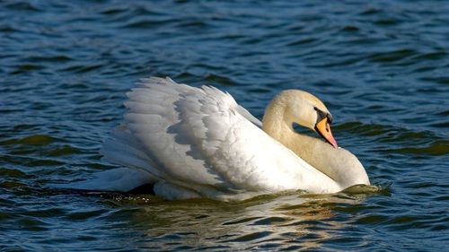 Close-up of swan swimming in lake