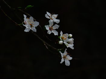 Close-up of white flowers over black background