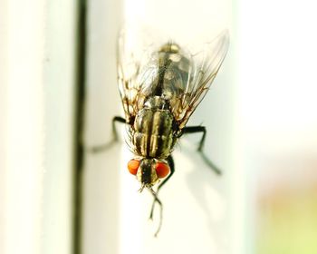 Close-up of fly