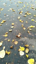 Autumn leaves fallen on road