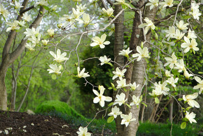 Close-up of white flowering plant