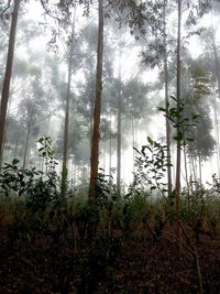 Low angle view of trees in forest