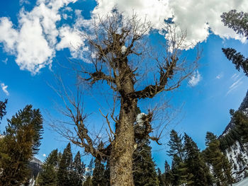 Low angle view of pine trees against sky