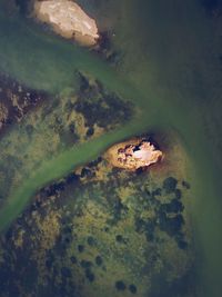 High angle view of a reptile on rock