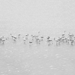 Birds flying over lake