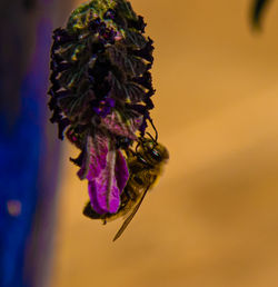 Close-up of wilted flower on plant