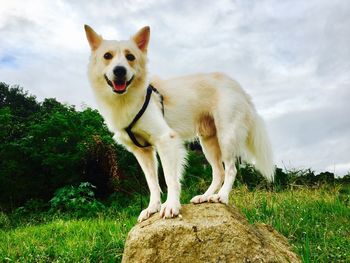 Portrait of dog standing on grass