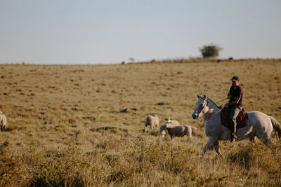 Horses in a field