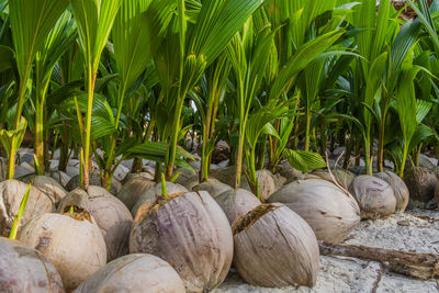 Coconuts on the ground, growing new palmtrees