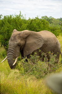 African elephant in a field