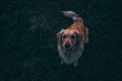 High angle view of dog on field