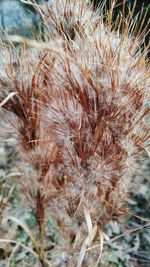 Close-up of plants