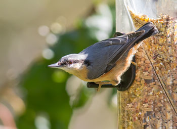 Close-up of bird against blurred background