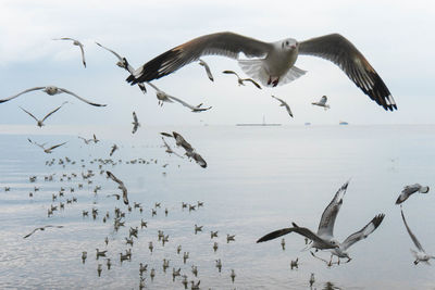 Seagulls flying over sea against sky