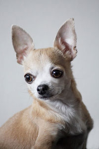 Close-up portrait of a dog over white background