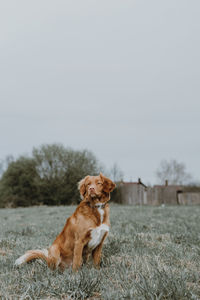 Cute brown nova scotia duck tolling retriever sitting on grass and looking aside.