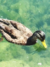 High angle view of duck swimming in lake