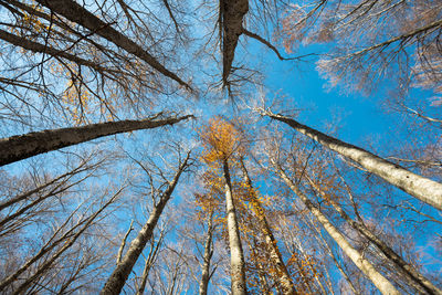 Low angle view of pine trees against sky