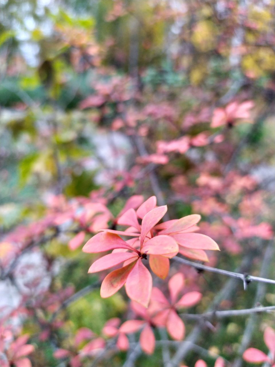 CLOSE-UP OF PINK FLOWER