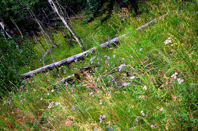 Plants growing on field