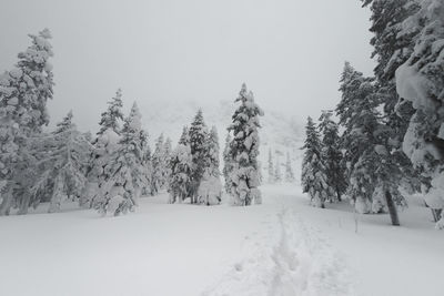 Trees on snow covered field against sky