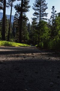 Road amidst trees in forest