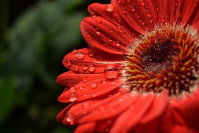 Close-up of wet red flower