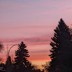 Low angle view of trees against sky during sunset