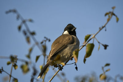 Low angle view of bird perching on branch against sky