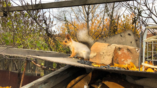 Squirrel sitting on railing