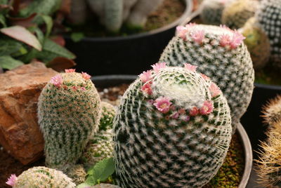 Close-up of succulent plant