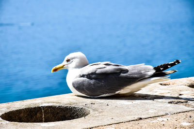 Seagull flying over white background